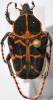 Epixanthis maculitarsis